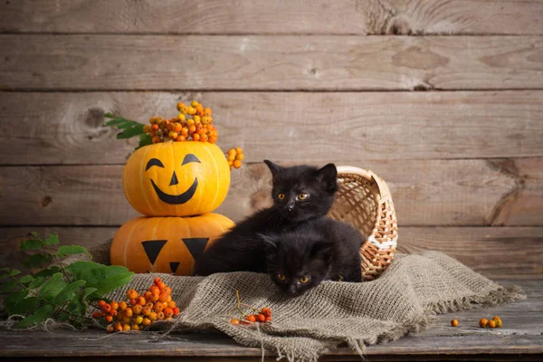 Halloween pumpkins ile siyah küçük kedi — Stok fotoğraf