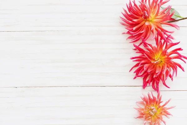 Flores de dalia sobre fondo de madera — Foto de Stock