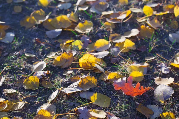 Herfst achtergrond met bladeren in vorst — Stockfoto