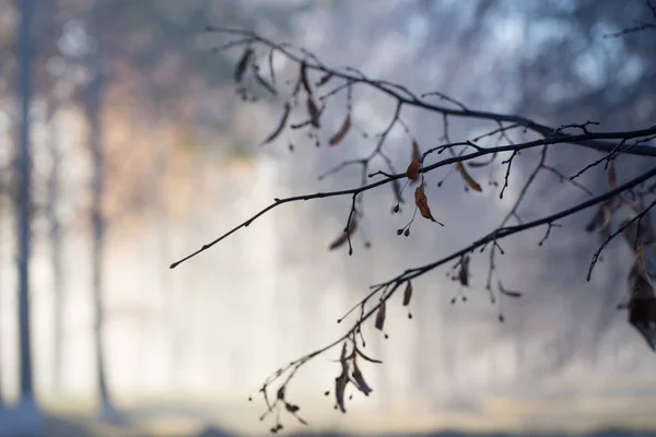 Gren på bakgrunden hösten skogen — Stockfoto