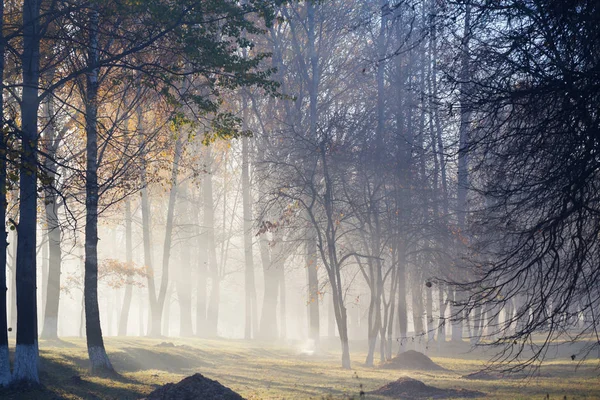 Niebla en bosque otoñal —  Fotos de Stock