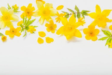 Beyaz arkaplanda sarı bahar çiçekleri