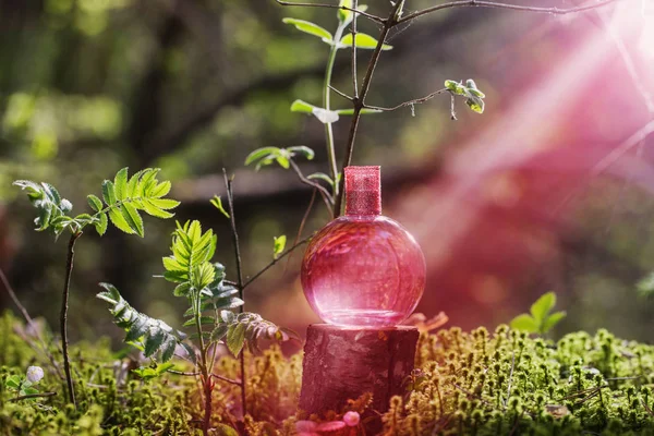 Toverdrank op fles in bos — Stockfoto