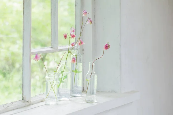 Pink columbines in bottles on windowsill — Stock Photo, Image