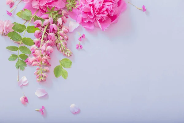 Pink beautiful flowers on blue paper background — Stock Photo, Image