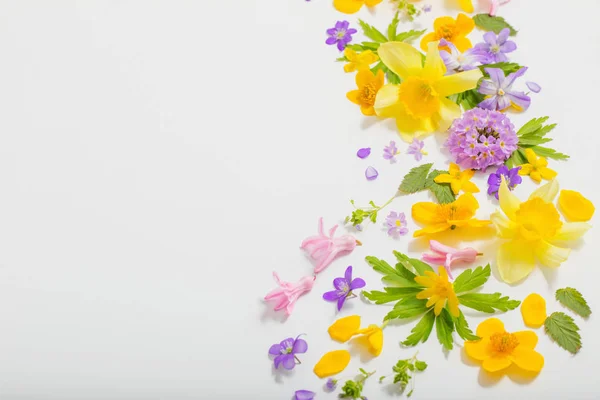 Lente bloemen op witte achtergrond — Stockfoto