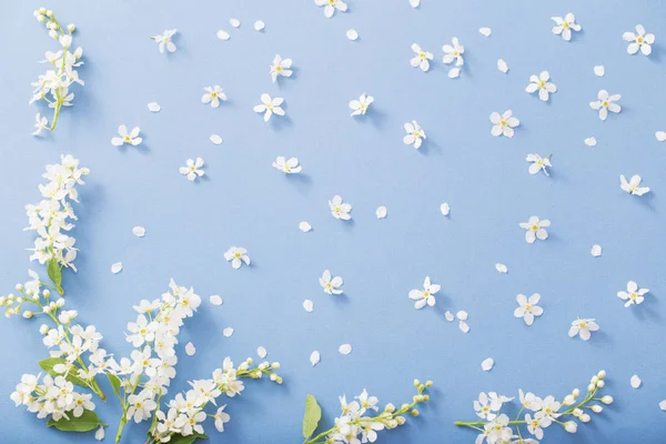 Flores de cereza pájaro sobre fondo de papel — Foto de Stock