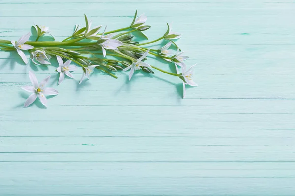 Witte bloemen op groen geschilderde achtergrond — Stockfoto