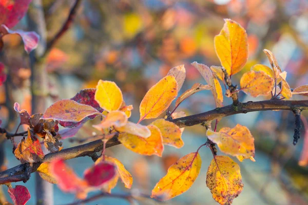 Folhas de outono belíssimas na geada — Fotografia de Stock