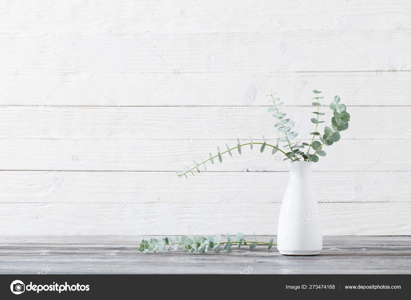 桉树枝在花瓶在白色背景 图库照片 C Kruchenkova