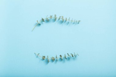 Okaliptüs mavi arka plan üzerinde dalları