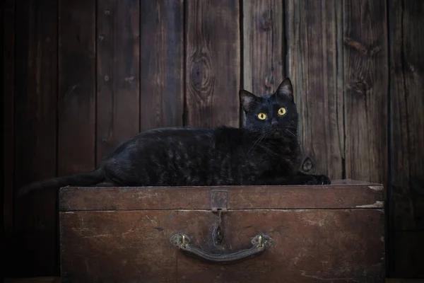 Preto gato no escuro de madeira fundo — Fotografia de Stock