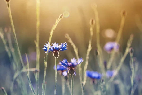 Blå blåklint i vete fältet på solnedgång — Stockfoto
