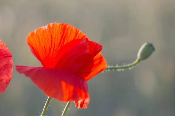 阳光普照的田野上的红罂粟 — 图库照片