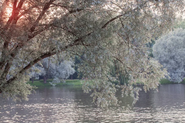 Wilg over water bij zonsondergang — Stockfoto