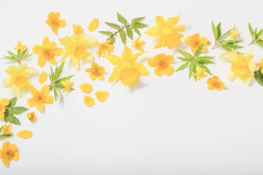 Beyaz arkaplanda sarı bahar çiçekleri