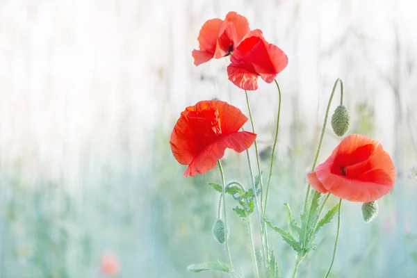 阳光普照的田野上的红罂粟 — 图库照片