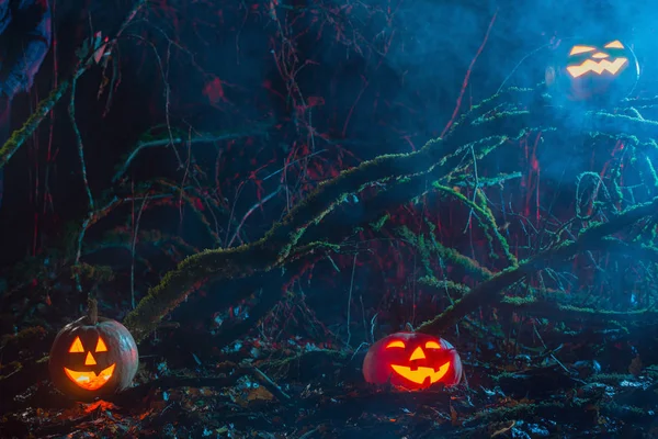 Abóboras de Halloween na floresta noturna — Fotografia de Stock