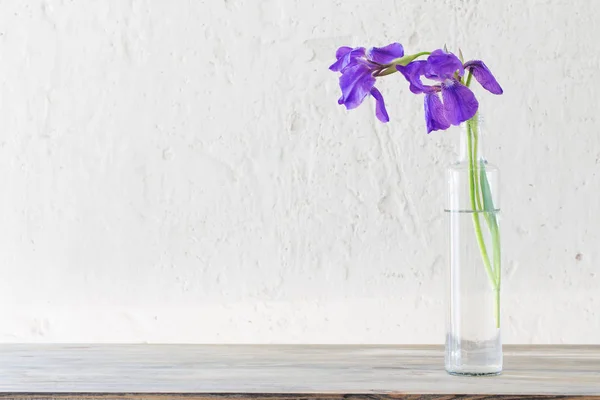 背景白色旧墙上花瓶中的虹膜 — 图库照片