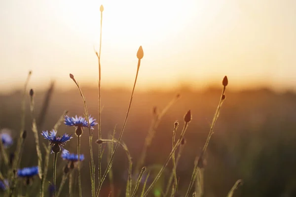 Bleuets bleus dans le champ de blé au coucher du soleil — Photo