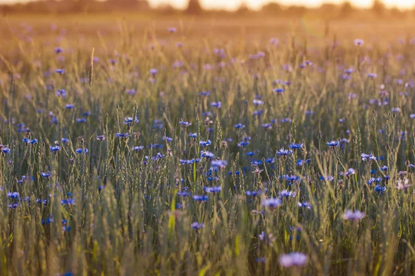 Blauwe korenbloemen in tarweveld op zonsondergang — Stockfoto