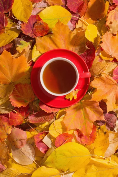 Xícara de chá no fundo folhas de outono — Fotografia de Stock