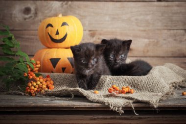 halloween pumpkins ile siyah küçük kedi 