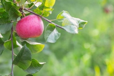 meyve bahçesinde ağaç pembe elma