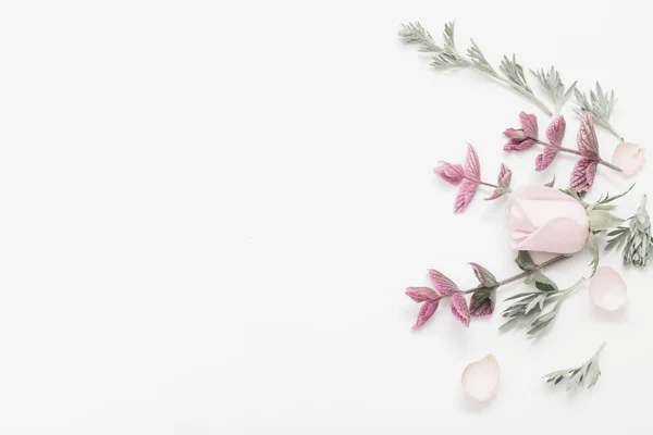 Plantas e flores sobre fundo branco — Fotografia de Stock