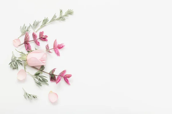 Planten en bloemen op witte achtergrond — Stockfoto