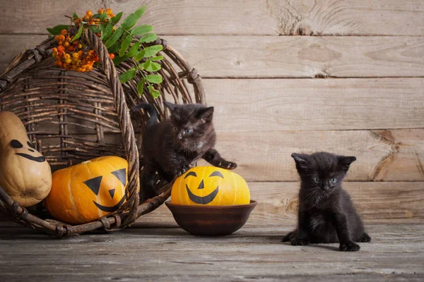 Halloween pumpkins ile siyah küçük kedi — Stok fotoğraf