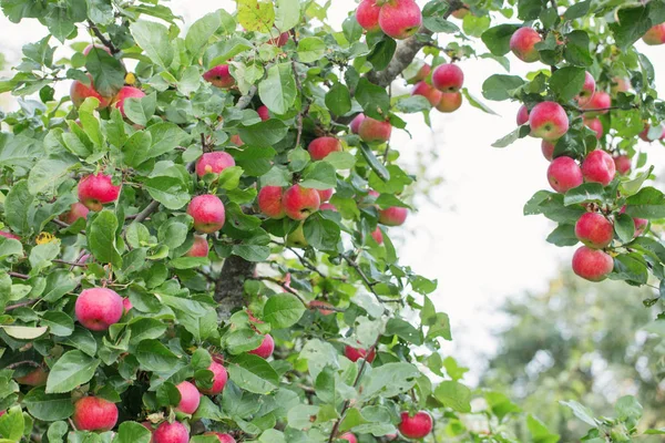 Apfelbaum im Obstgarten — Stockfoto