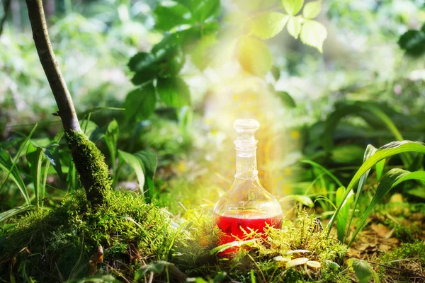 Potion magique en bouteille en forêt — Photo