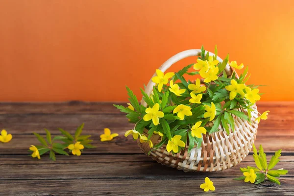 Bodegón con flores amarillas de primavera en cesta —  Fotos de Stock