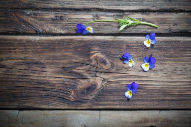 koyu ahşap arka plan üzerinde viyola çiçekler