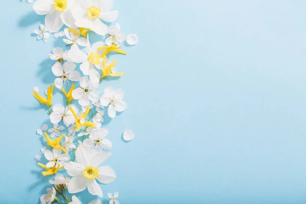 Nárcisz és cseresznyevirág kék háttér — Stock Fotó