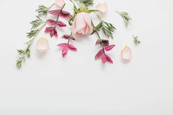 Piante e fiori su sfondo bianco — Foto Stock