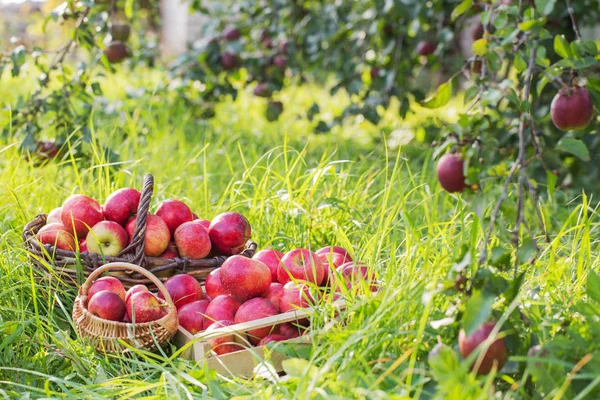 Красные яблоки на зеленой траве в саду — стоковое фото
