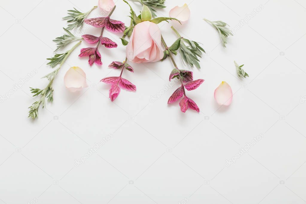 plants and flowers on white  background