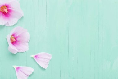 yeşil ahşap arka planda Mallow çiçekler 