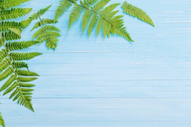 mavi ahşap arka plan üzerinde eğreltiotu yaprakları