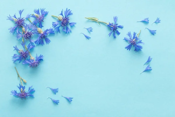 푸른 종이 배경의 푸른 옥수수 꽃 — 스톡 사진
