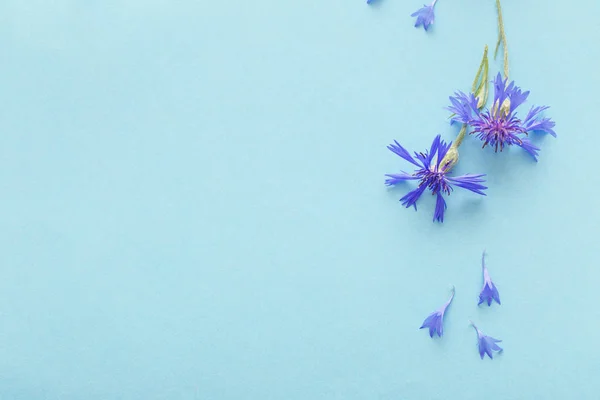 Niebieskie kwiaty kukurydzy na niebieskim tle papieru — Zdjęcie stockowe