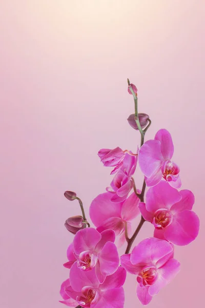 Τα όμορφα λουλούδια ορχιδέας — Φωτογραφία Αρχείου