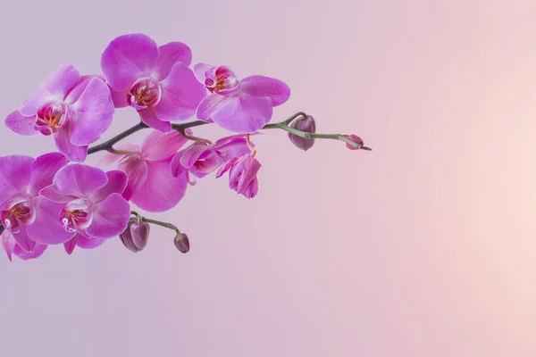 The beautiful orchid flowers — Stock Photo, Image