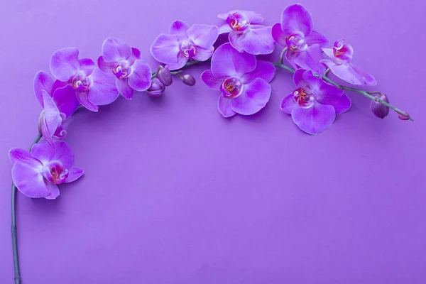 Les belles fleurs d'orchidée — Photo