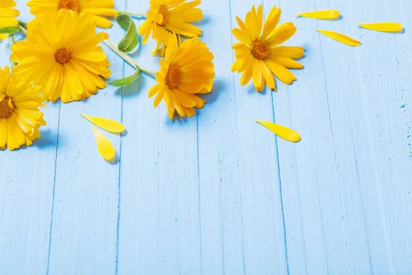 Kalendelblomster på blå trebakgrunn – stockfoto