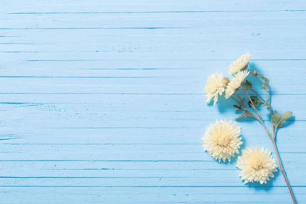 Chrysanthèmes jaunes sur fond de bois bleu — Photo