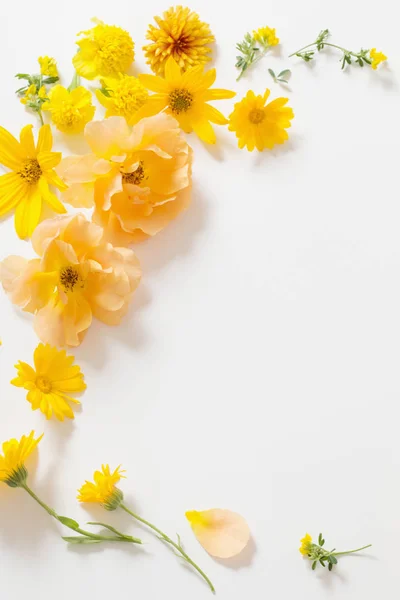 Sárga virágok fehér háttér — Stock Fotó