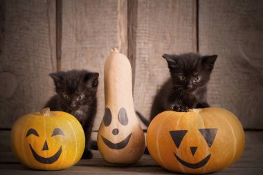 halloween pumpkins ile siyah küçük kedi 